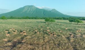 baluran