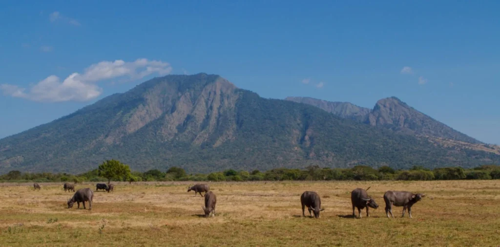 sewa mobil ke baluran